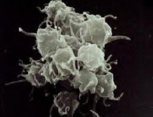 Aktivovaný trombocyt